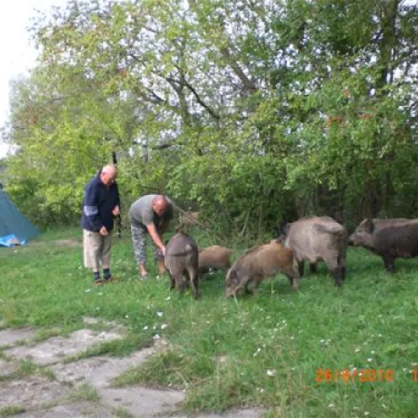 camping-nr-182-nowa-karczma-mwwvq