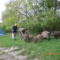 camping-nr-182-nowa-karczma-mwwvq