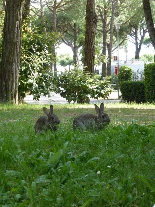 camping-enzo-stella-maris-cavallinotreporti-0rbkp