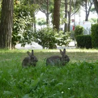 camping-enzo-stella-maris-cavallinotreporti-0rbkp
