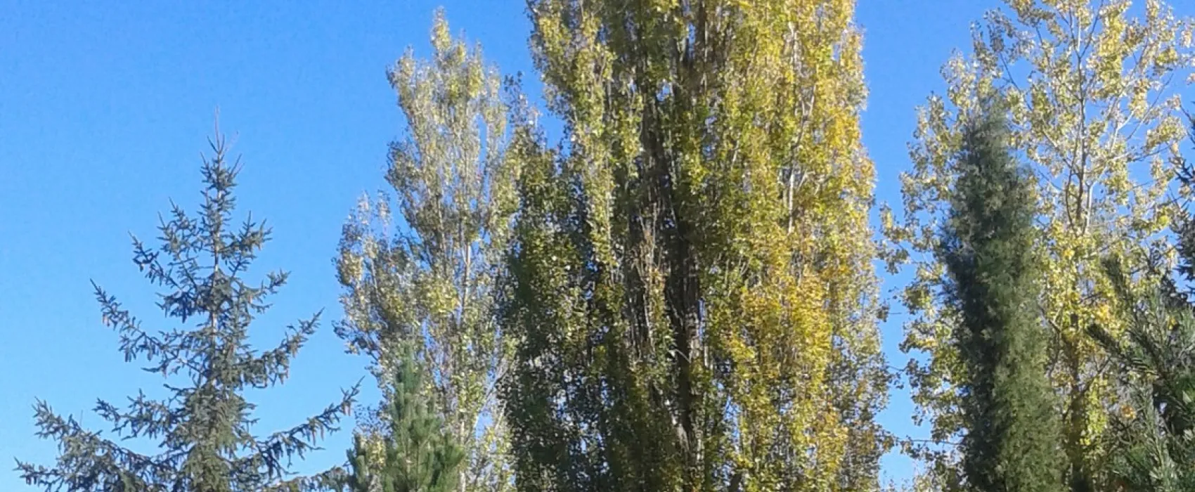 Camping el Pirinenc