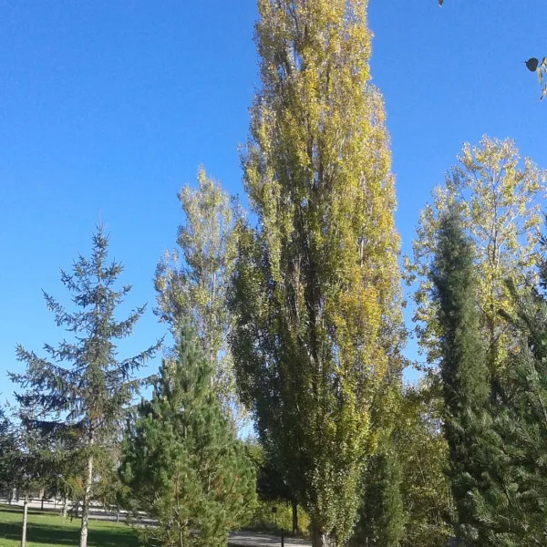 camping-el-pirinenc-campdevnol-tlbhz