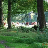 camping-de-veldscholte-buurse-gemhaaksbergen-buql2