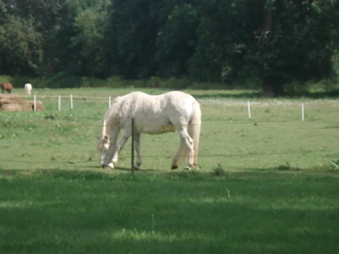 camping-nahemhle-monzingen-ljuhs