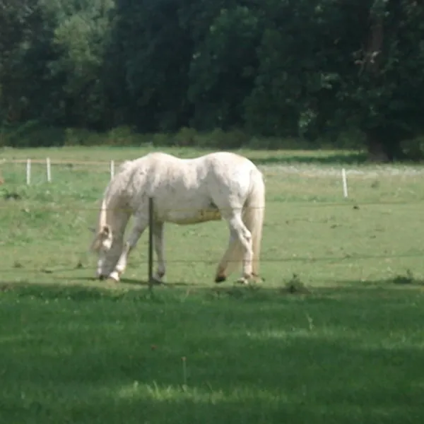 camping-nahemhle-monzingen-ljuhs