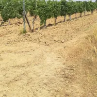 agricaming-poggio-ai-pini-certaldo-t6l9a