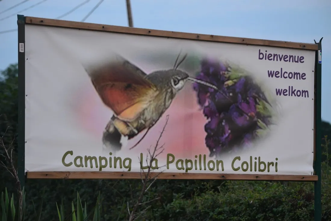 la-papillon-colibri-saint-christophe-en-boucherie-yvkzj