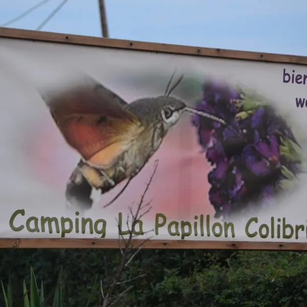 la-papillon-colibri-saint-christophe-en-boucherie-yvkzj