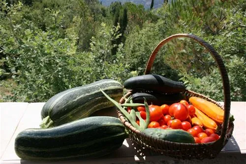 camp-full-monte-herceg-novi-ftsqu