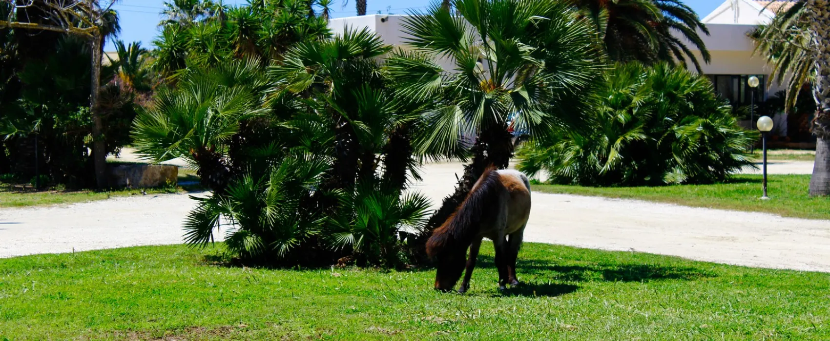 Camping Biscione