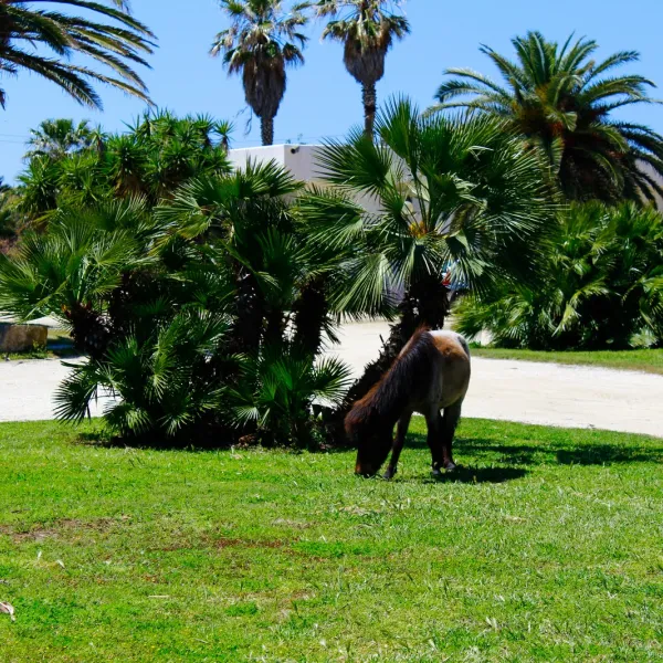 camping-biscione-petrosino-dxxel