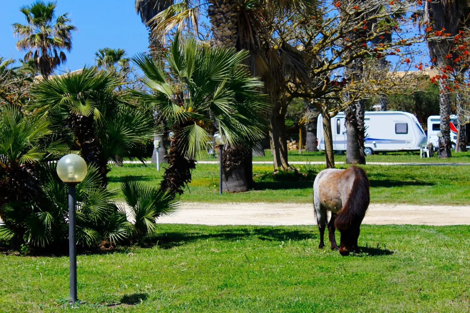 camping-biscione-petrosino-p0dpv