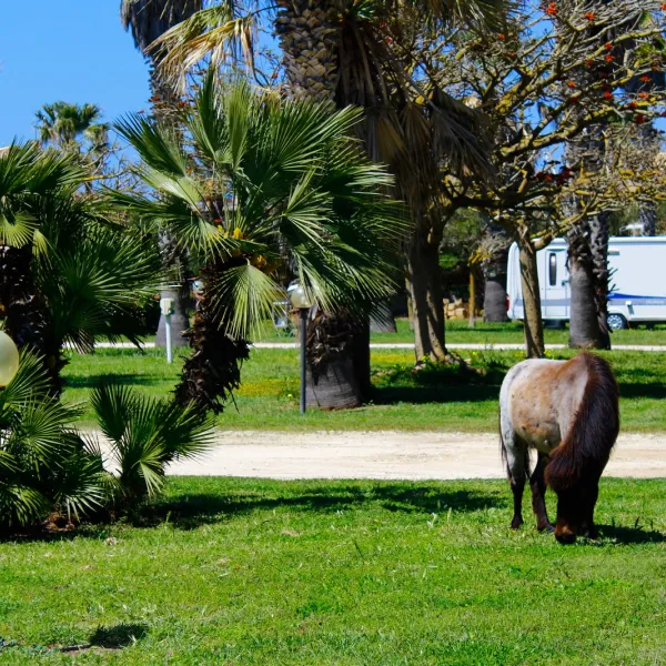 camping-biscione-petrosino-p0dpv