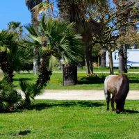 camping-biscione-petrosino-p0dpv