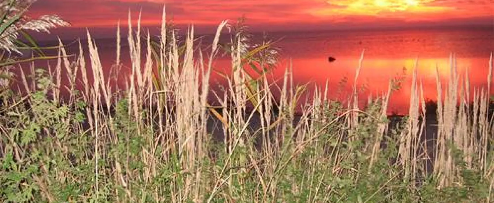 Camping am Schaproder Bodden