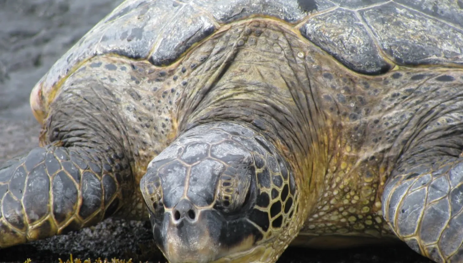camp-hookena-honaunau-hawaii-fbbhh