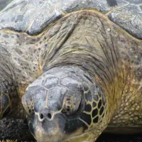 camp-hookena-honaunau-hawaii-fbbhh