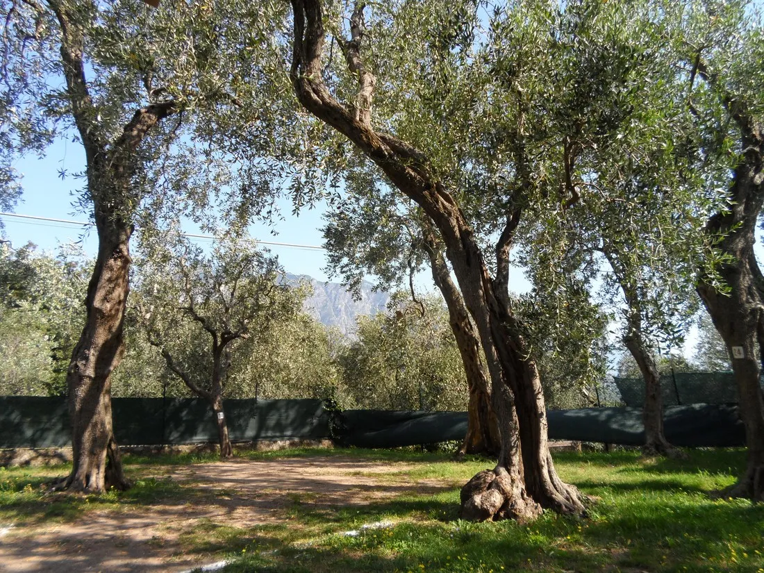 campeggio-lombardi-malcesine-lqiux