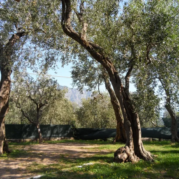 campeggio-lombardi-malcesine-lqiux