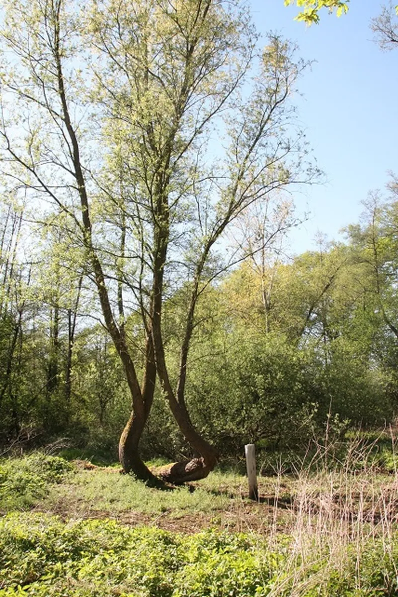 minicamping-het-brook-denekamp-6brjs