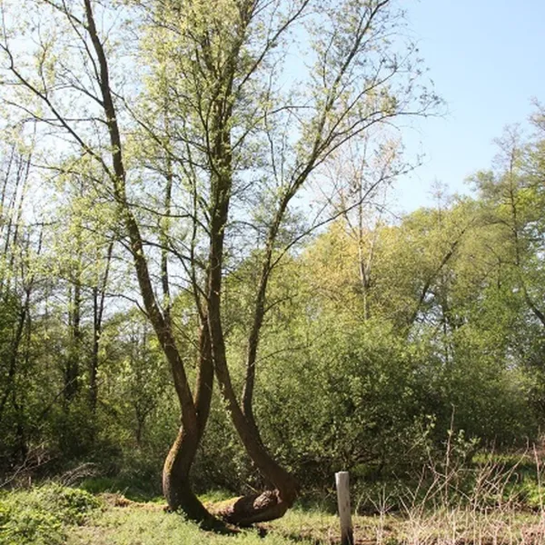 minicamping-het-brook-denekamp-6brjs