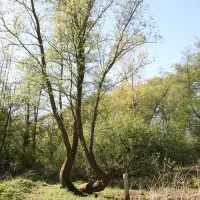 minicamping-het-brook-denekamp-6brjs