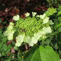 camping-de-boemerang-meppen-vzlku