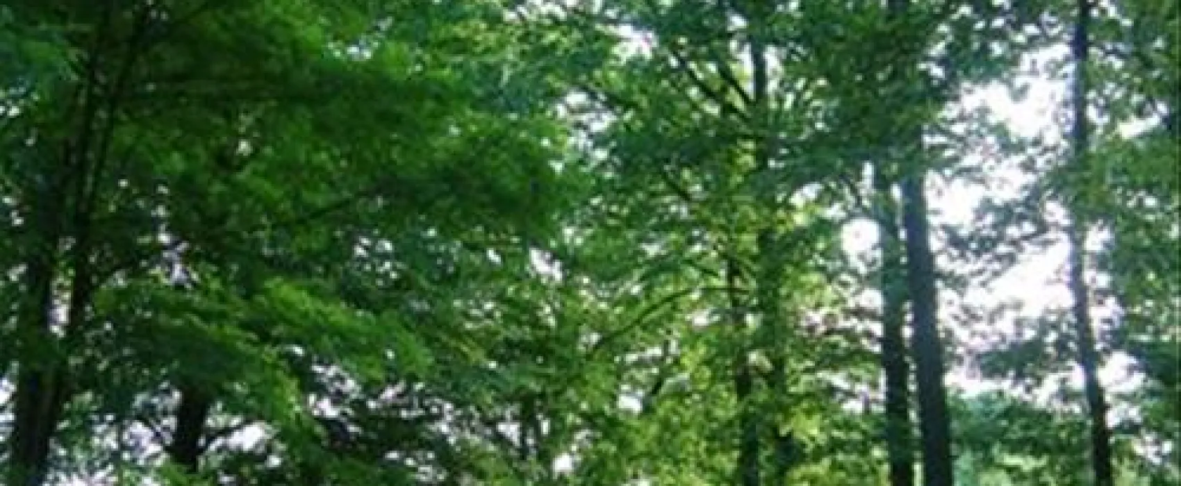Camping De Bosrand