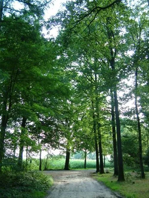 camping-de-bosrand-ellertshaar-6oqgh