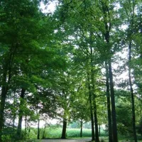 camping-de-bosrand-ellertshaar-6oqgh