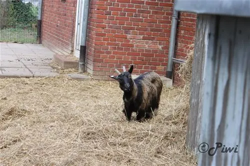 campotel-aktiv-entspannen-bad-rothenfelde-wjenb