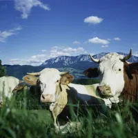 camping-grabner-steinbach-am-attersee-sy6a4