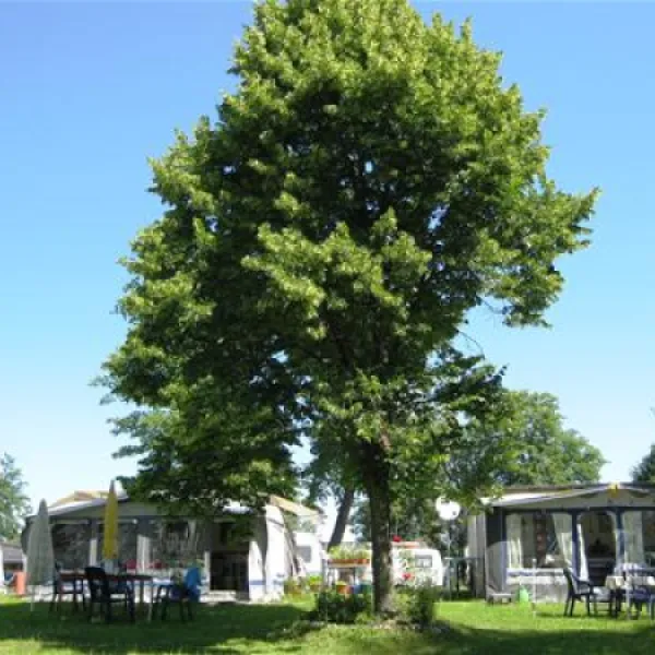 camping-halbinsel-burg-seehausen-a-staffelsee-77ba7
