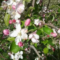 naturcaravanpark-tisens-tisens-bei-meran-ao5ws