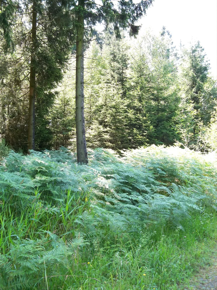 camping-bleialf-bleialf-mr74x