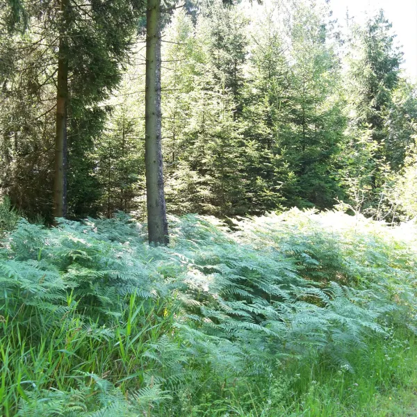 camping-bleialf-bleialf-mr74x
