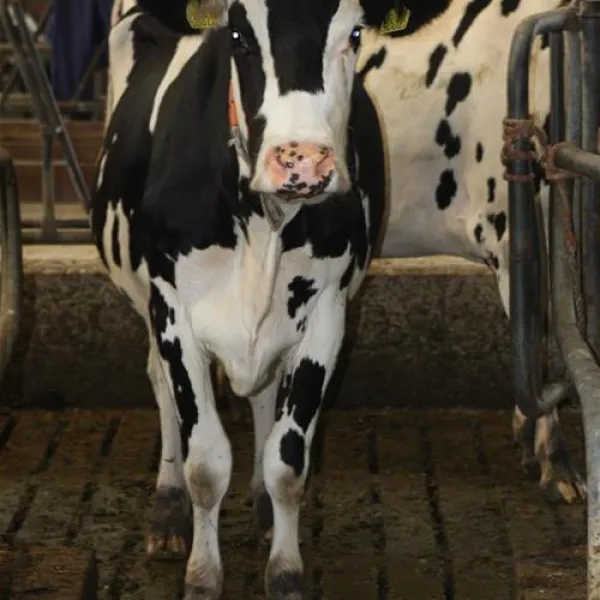 de-kei-castricum-jqczt