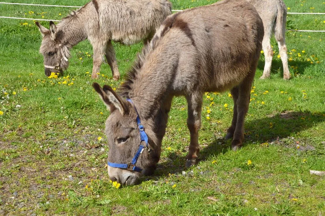 naturcamping-berfhof-alsfeld-hattendorf-25mq9