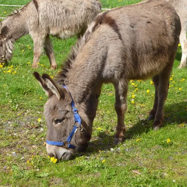 naturcamping-berfhof-alsfeld-hattendorf-25mq9