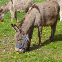 naturcamping-berfhof-alsfeld-hattendorf-25mq9