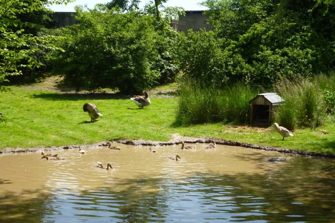 naturcamping-berfhof-alsfeld-hattendorf-8vqvs