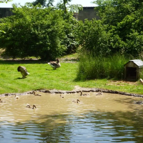 naturcamping-berfhof-alsfeld-hattendorf-8vqvs