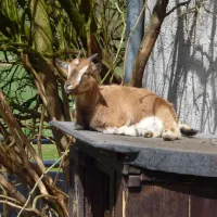 naturcamping-berfhof-alsfeld-hattendorf-f3wgc