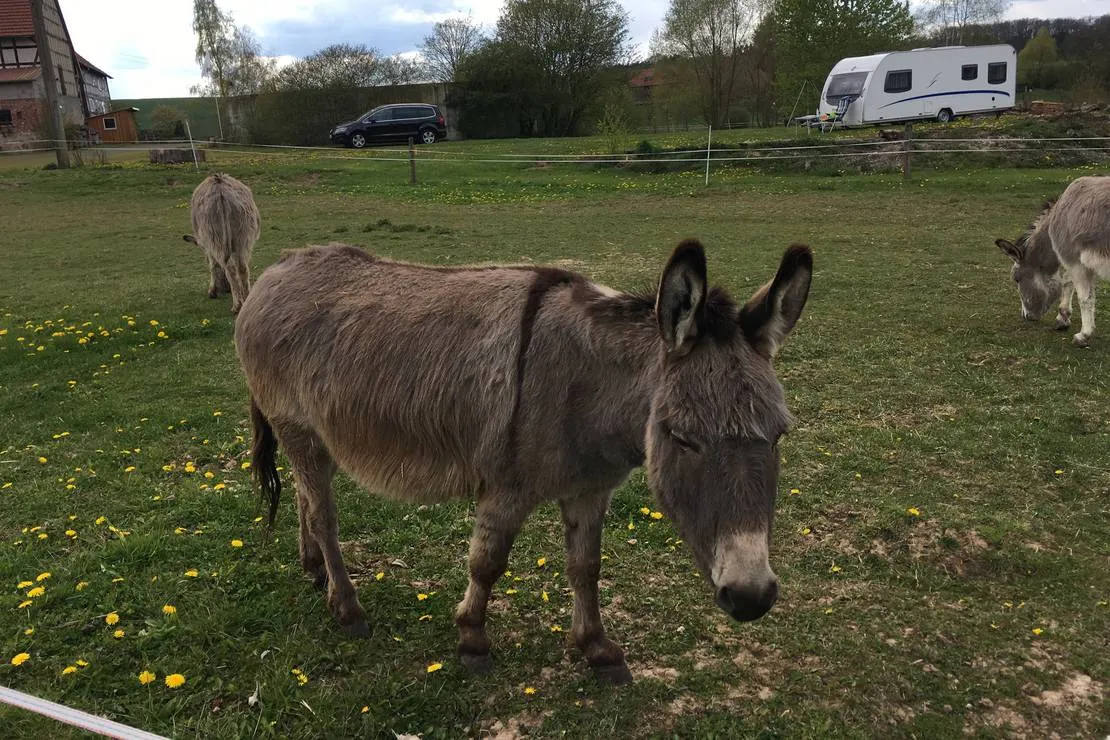 naturcamping-berfhof-alsfeld-hattendorf-pnbay