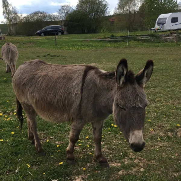 naturcamping-berfhof-alsfeld-hattendorf-pnbay