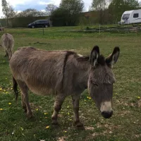 naturcamping-berfhof-alsfeld-hattendorf-pnbay