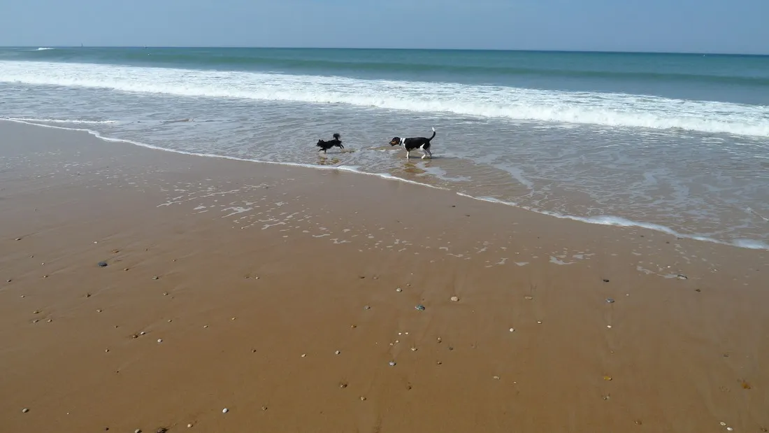 nid-dete-olonne-sur-mer-vendee-mzxfy