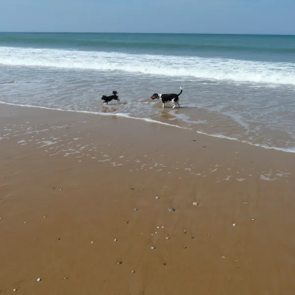 nid-dete-olonne-sur-mer-vendee-mzxfy