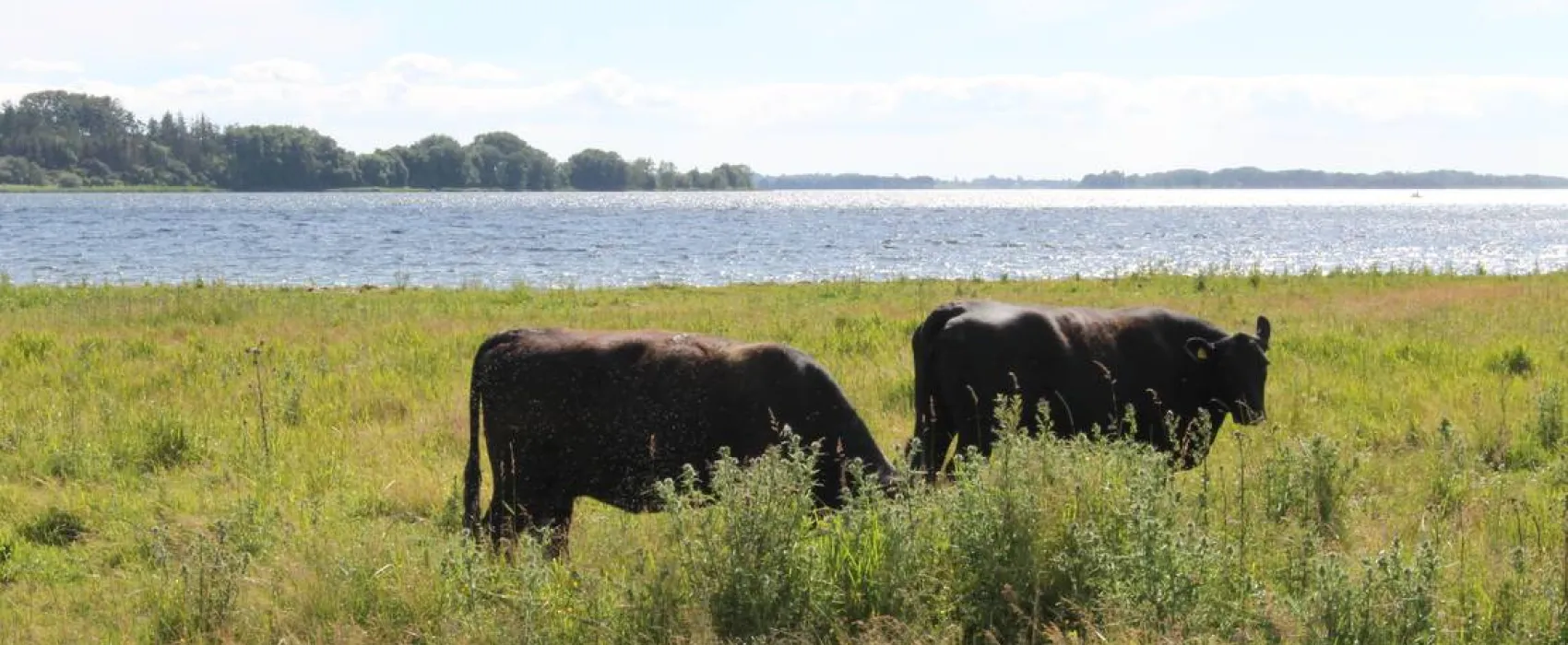 Camping Mønbroen
