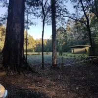 toolangi-recreation-reserve-campground-toolangi-5h432